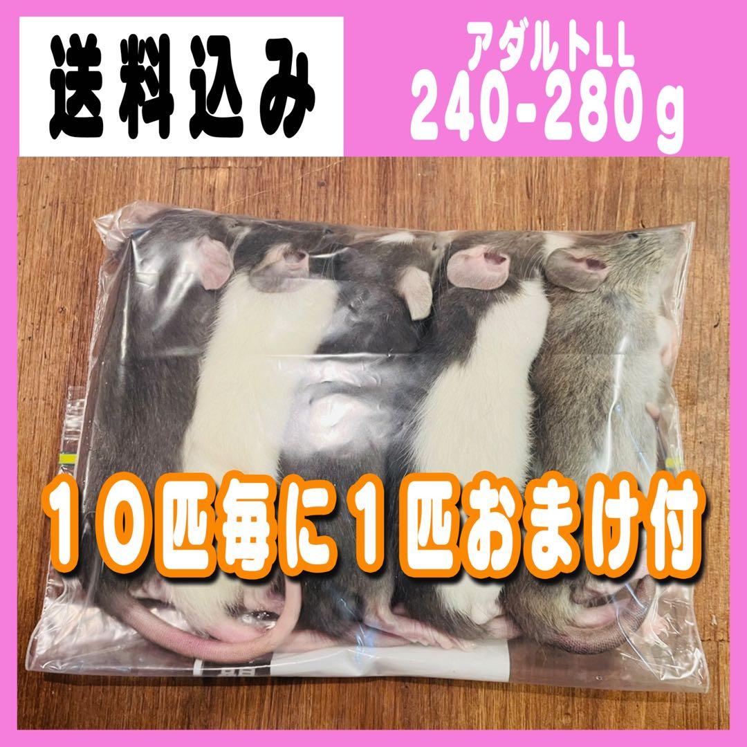 冷凍ラット アダルトLL 10匹 ＋おまけ1匹