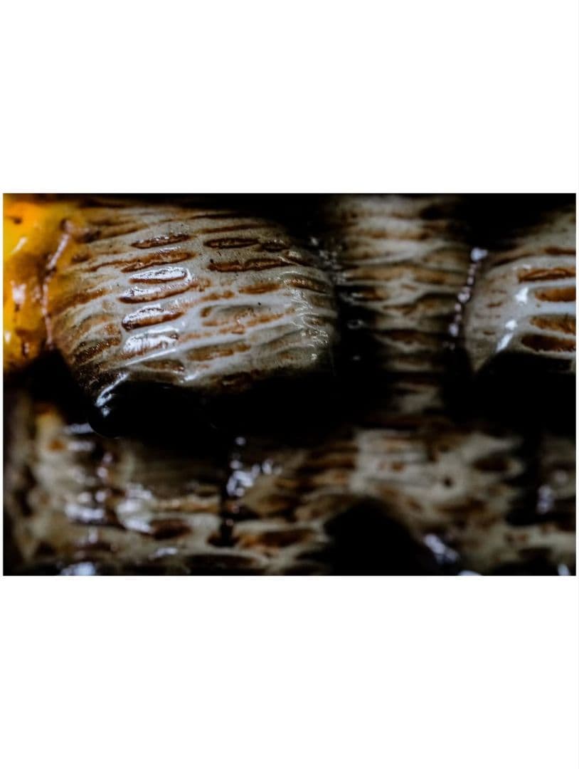 羅本製所 スーフェス ROBINCERAMICSTUDIO Copiapoa