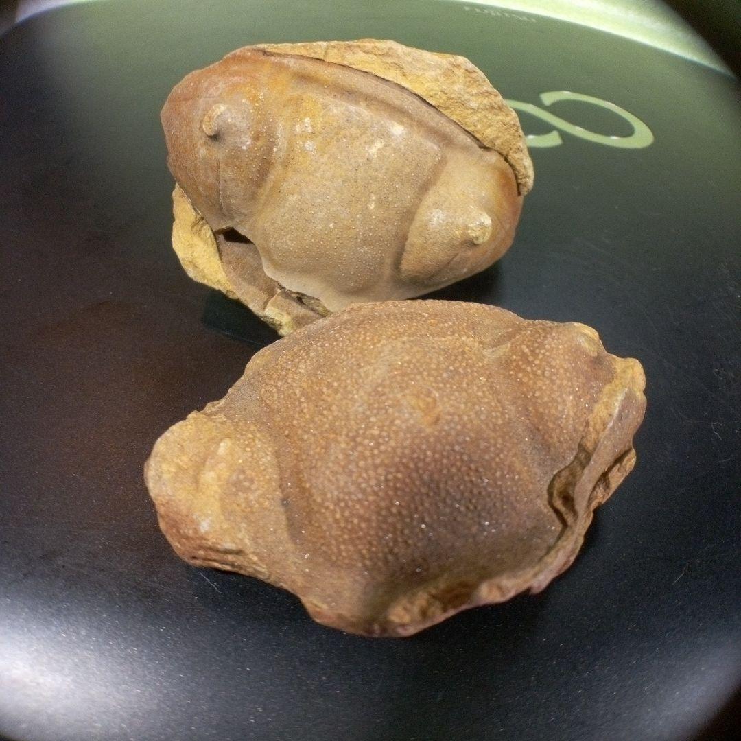 三葉虫　化石　fossil　ボリビア産　レア　Fossil識別④　２個セット