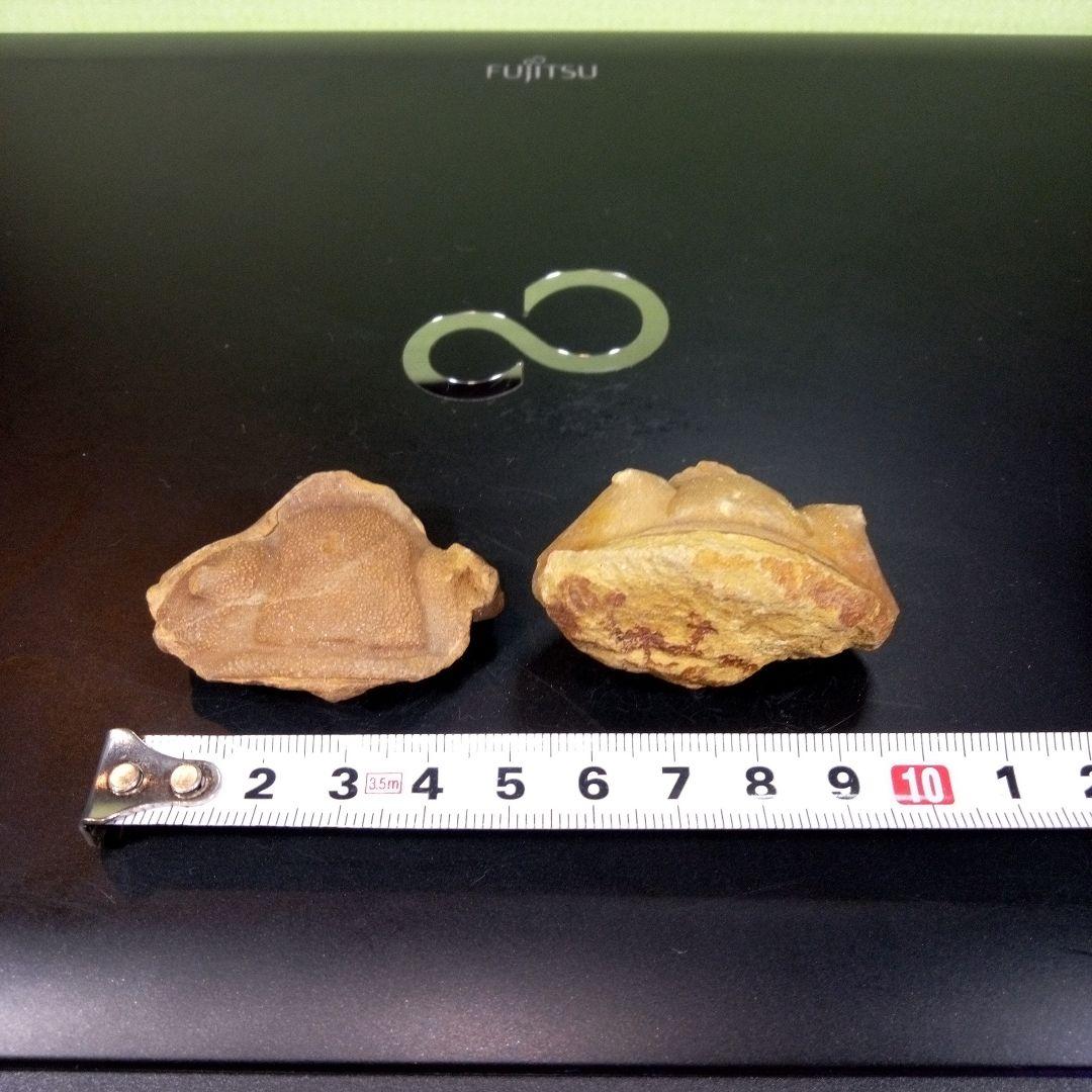 三葉虫　化石　fossil　ボリビア産　レア　Fossil識別④　２個セット