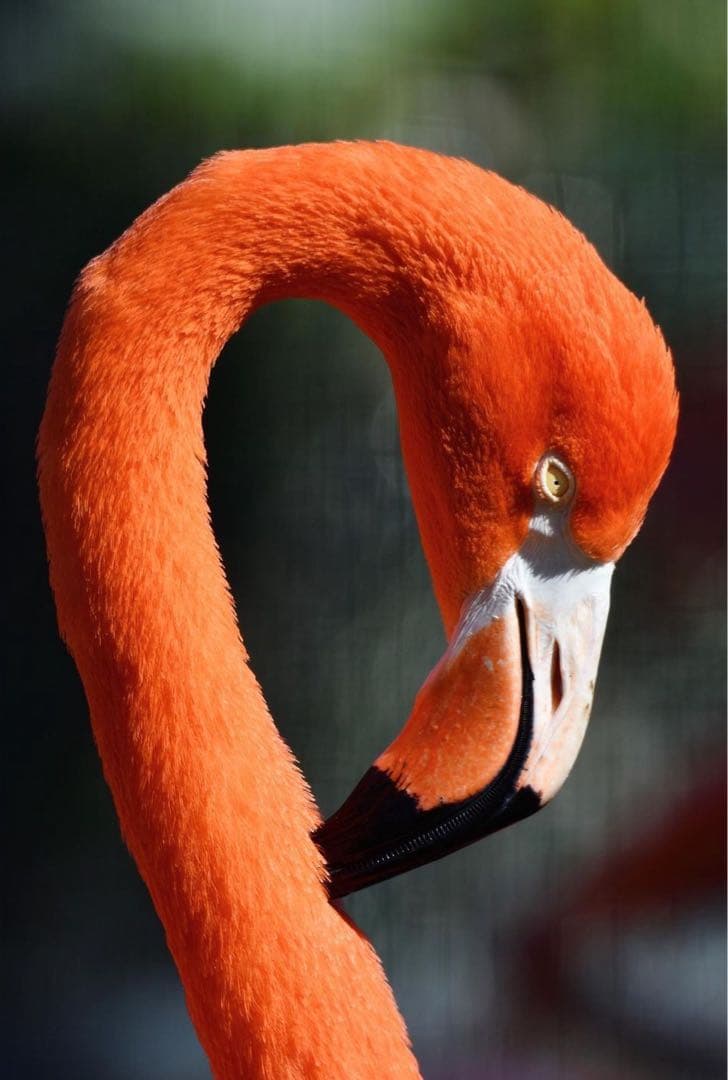 【超美品】タムロン 150-600 G2 ニコン用 + タップインコンソール！