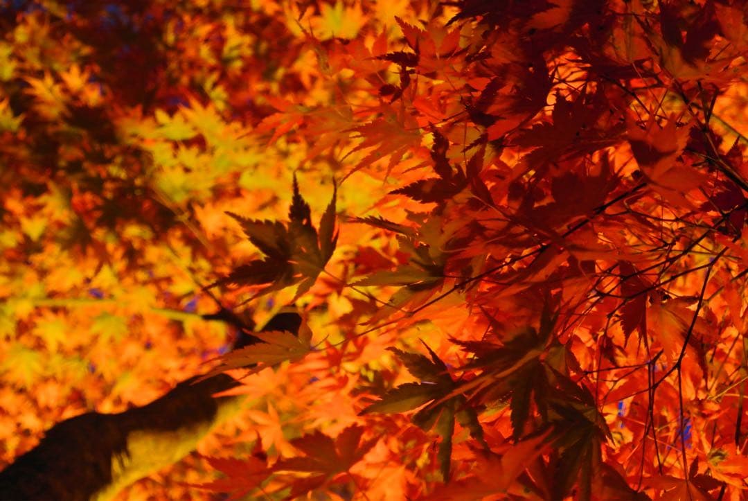 SONY Cyber-shot DSC-RX100 純正ケース付き