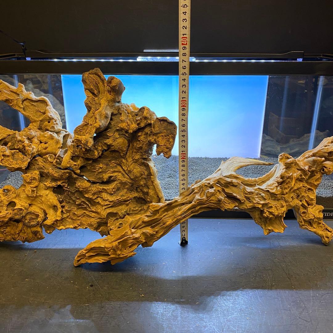 MJW-6434 「特大」ジンジャーウッド　90cm水槽用　天然流木2本セット