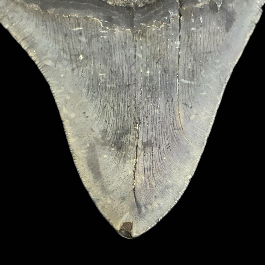 メガロドン　歯　化石　ノースカロライナ産　特大　最大級