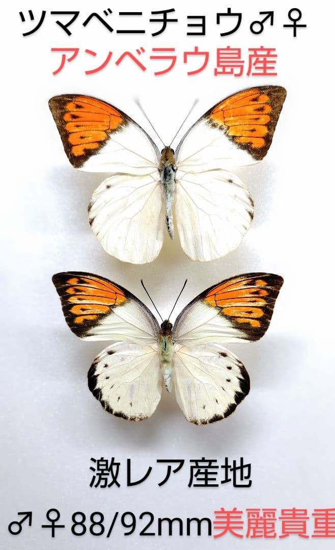 ツマベニチョウ♂♀標本★ アンベラウ島産★ 88/92mm激レア産地美麗標本少数