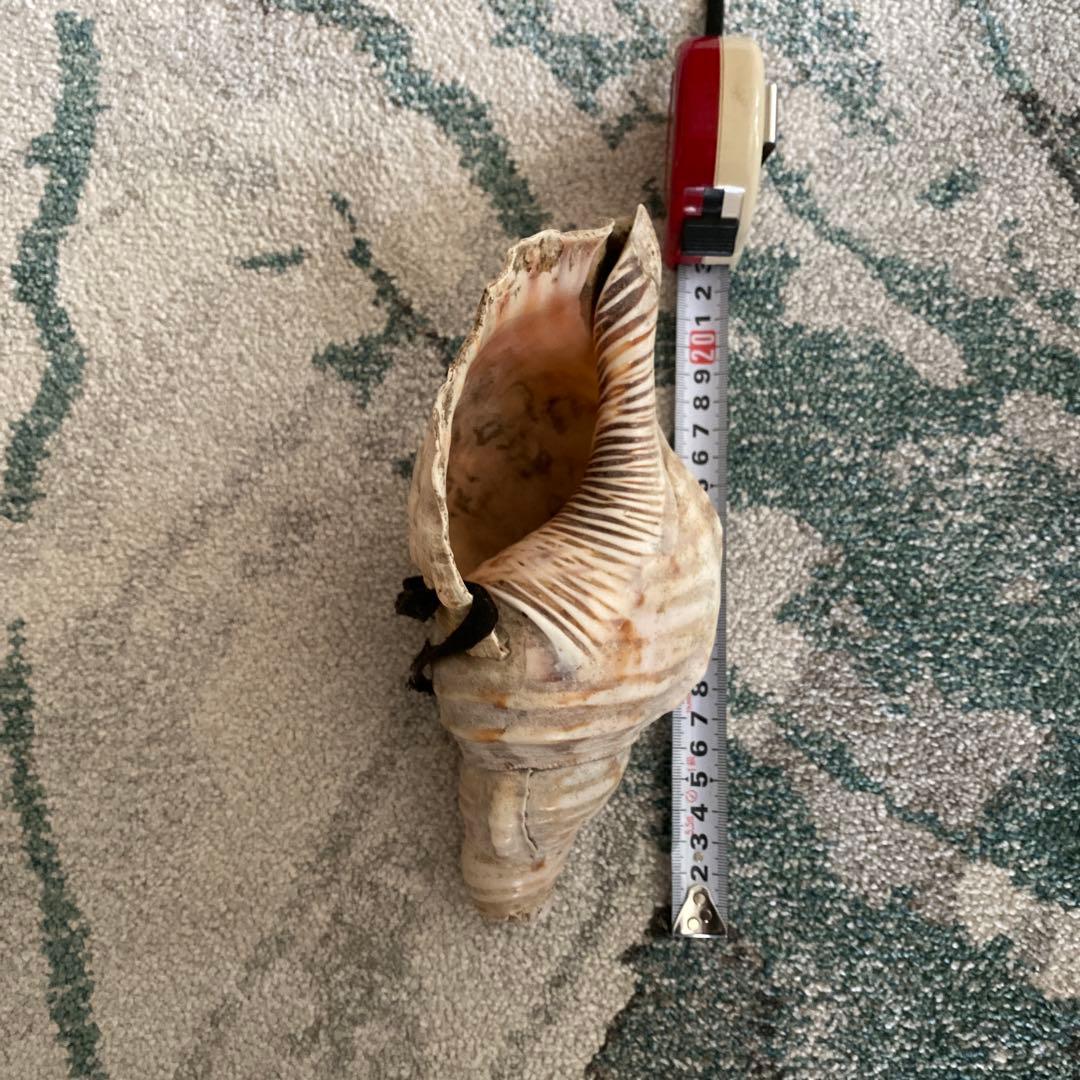 ほら貝　【音なります】