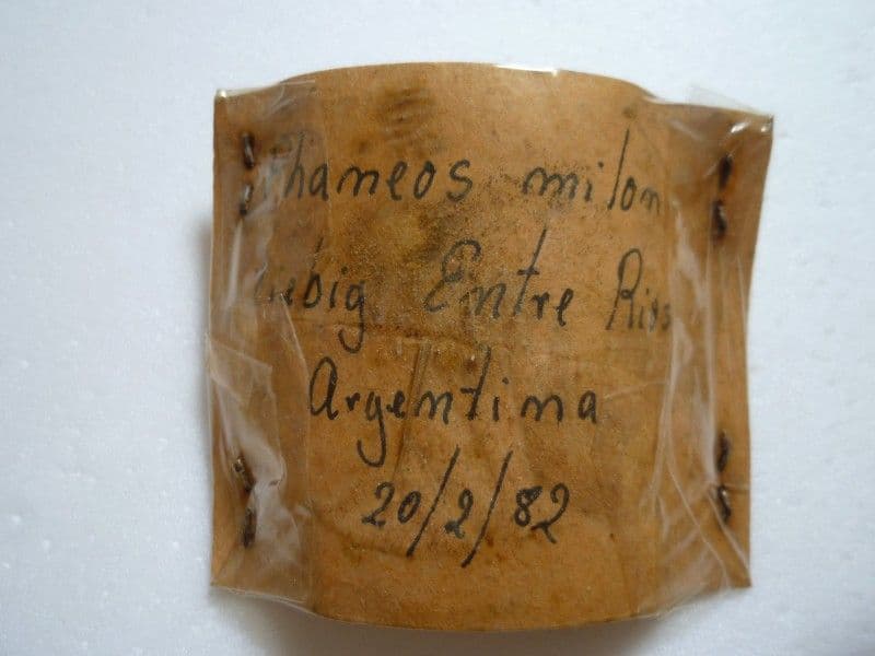 【外国産コガネムシ標本】ダイコクコガネ/アルゼンチン産/26.1mm21.4mm