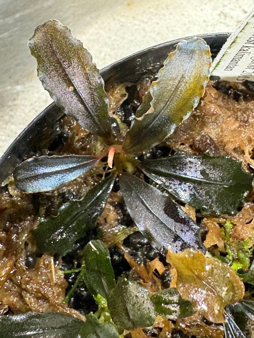 水草 Bucephalandra sp.Ghost west kalimantan