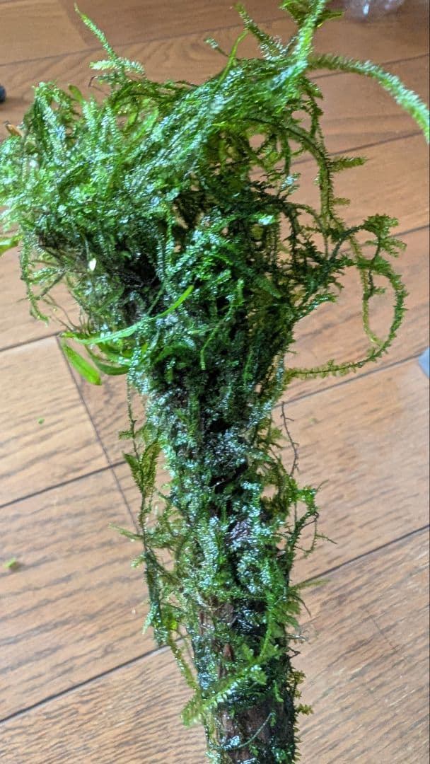 ボルビティスヒュディロティ大株（葉約30枚）とトライデントとウィローモス活着流木