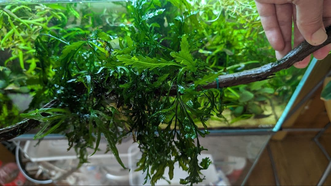 ボルビティスヒュディロティ大株（葉約30枚）とトライデントとウィローモス活着流木