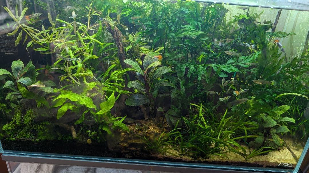 ボルビティスヒュディロティ大株（葉約30枚）とトライデントとウィローモス活着流木