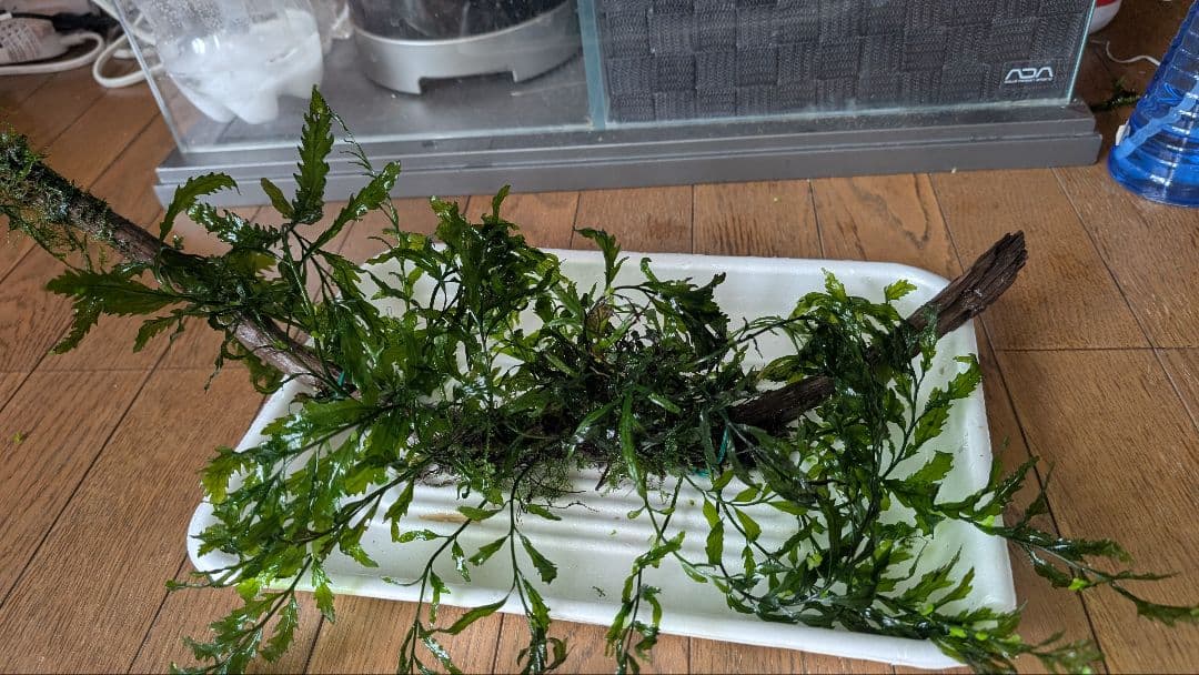 ボルビティスヒュディロティ大株（葉約30枚）とトライデントとウィローモス活着流木