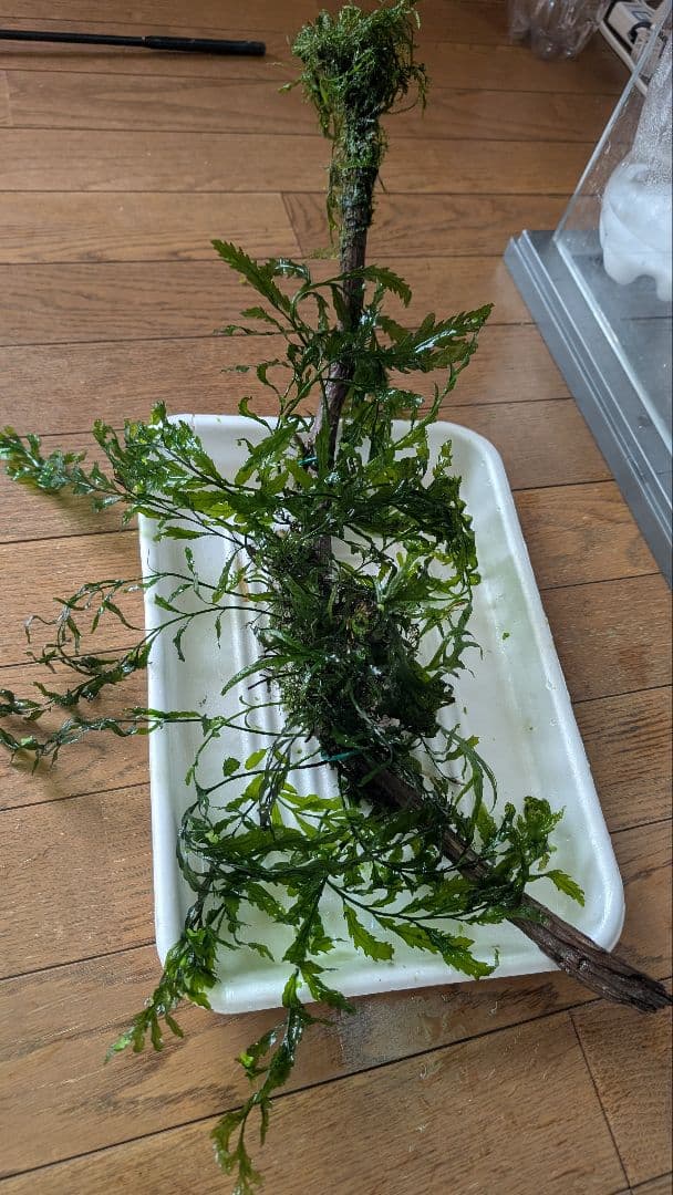 ボルビティスヒュディロティ大株（葉約30枚）とトライデントとウィローモス活着流木