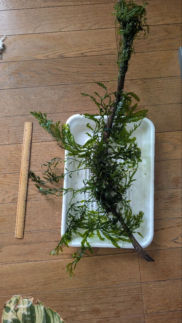 ボルビティスヒュディロティ大株（葉約30枚）とトライデントとウィローモス活着流木