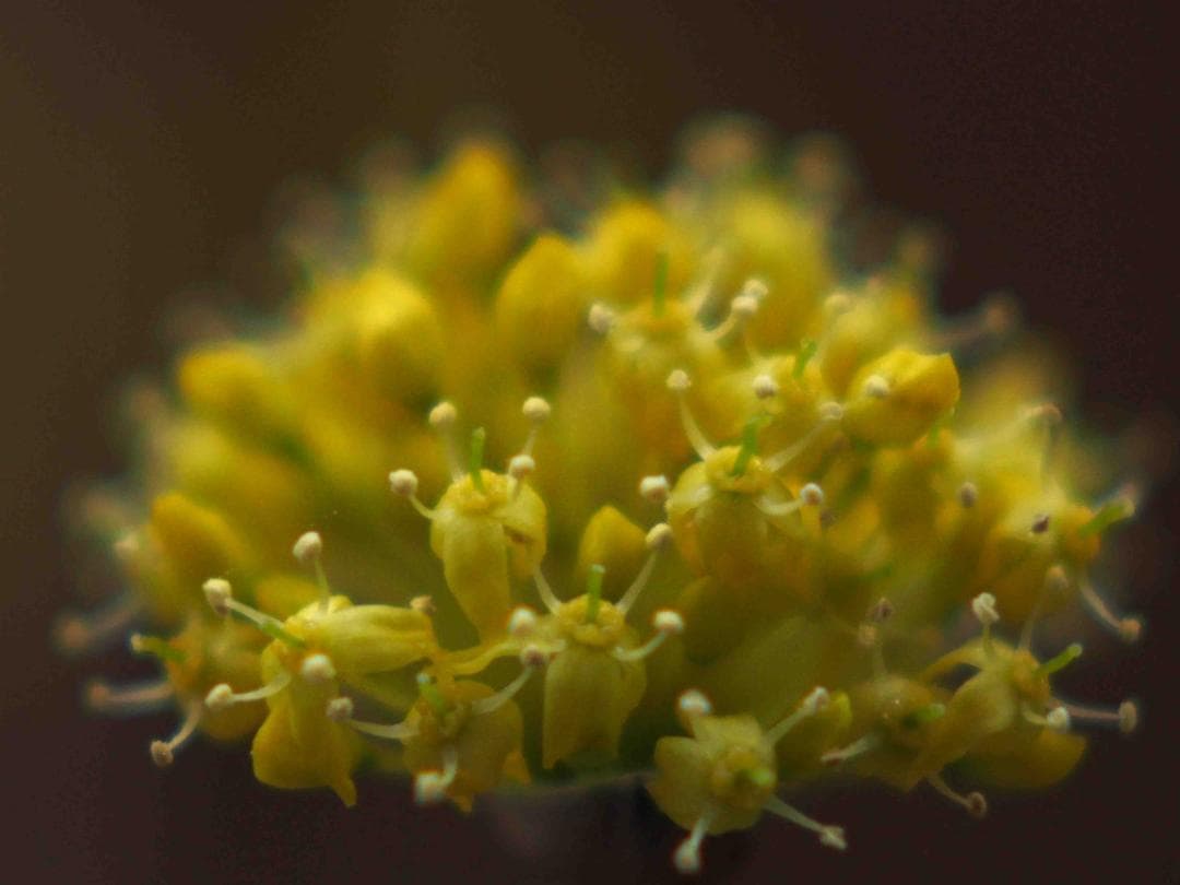 ヘリオス　44-2　M42マウント