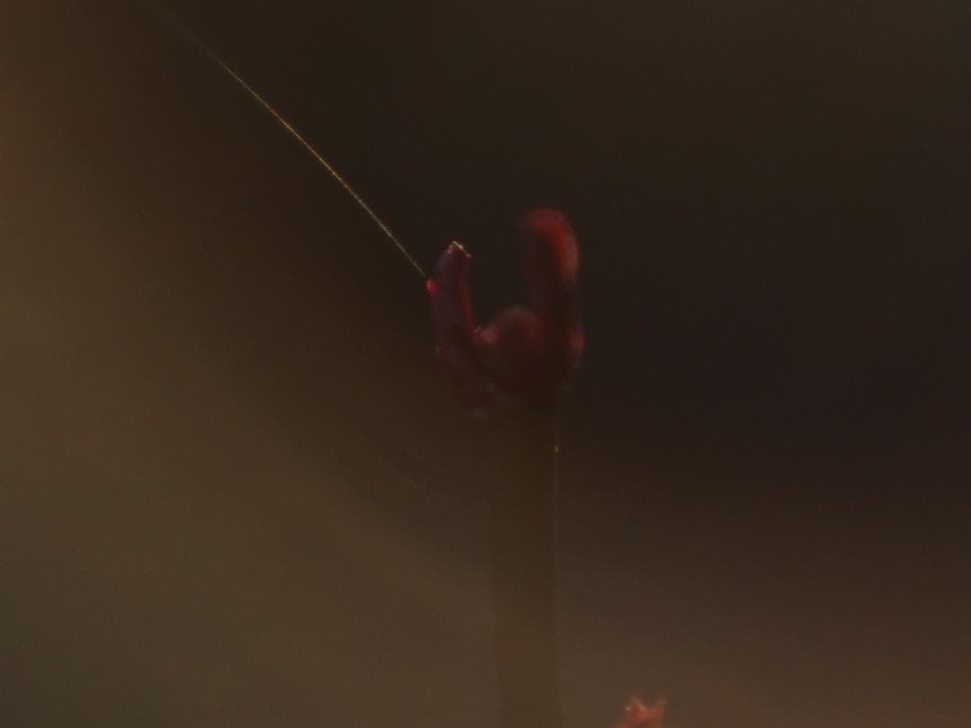 ヘリオス　44-2　M42マウント