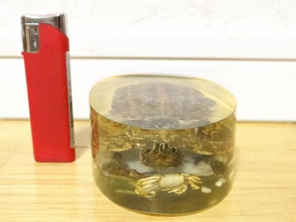 80年代 ビンテージ 亀 クサガメ 蟹 標本 透明 文鎮 水中花 縁起物 当時物
