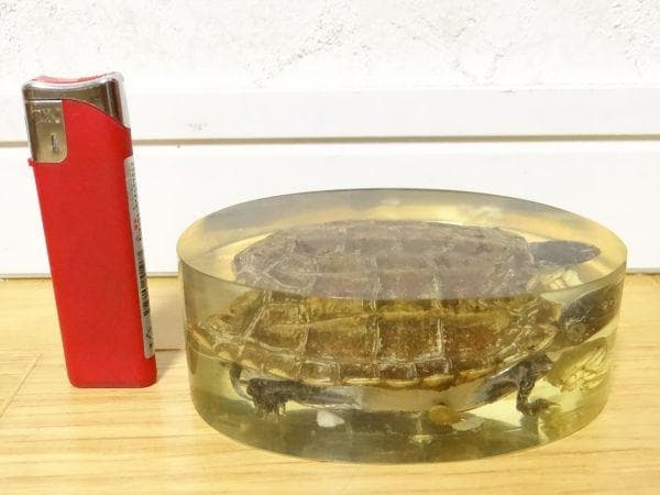 80年代 ビンテージ 亀 クサガメ 蟹 標本 透明 文鎮 水中花 縁起物 当時物