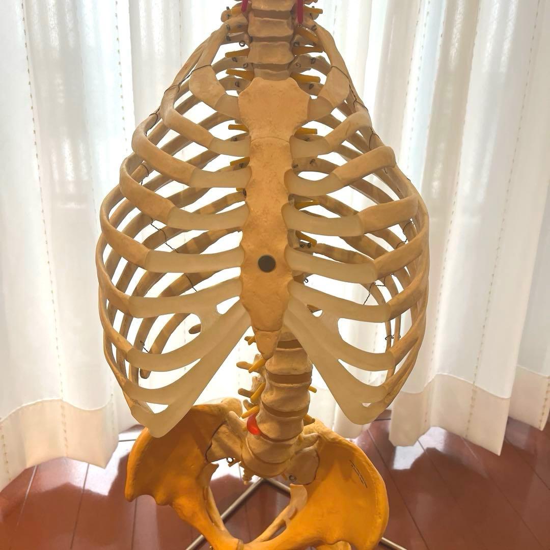 脊柱可動型モデル，胸郭，大腿骨付 3B Smart Anatomy