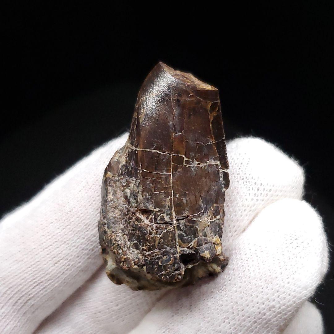 アベリサウルス 歯 化石 本物 モロッコ産 39.26mm fr102