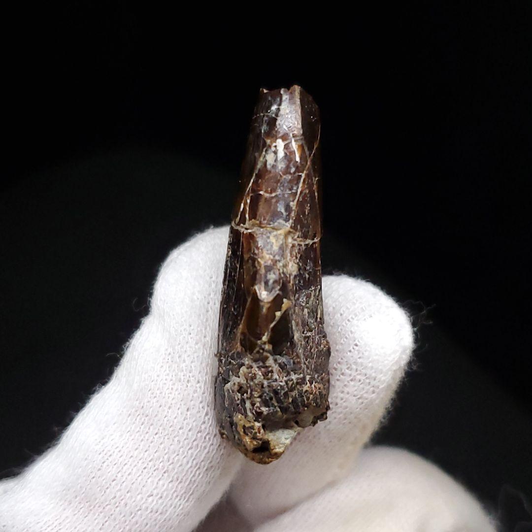 アベリサウルス 歯 化石 本物 モロッコ産 39.26mm fr102