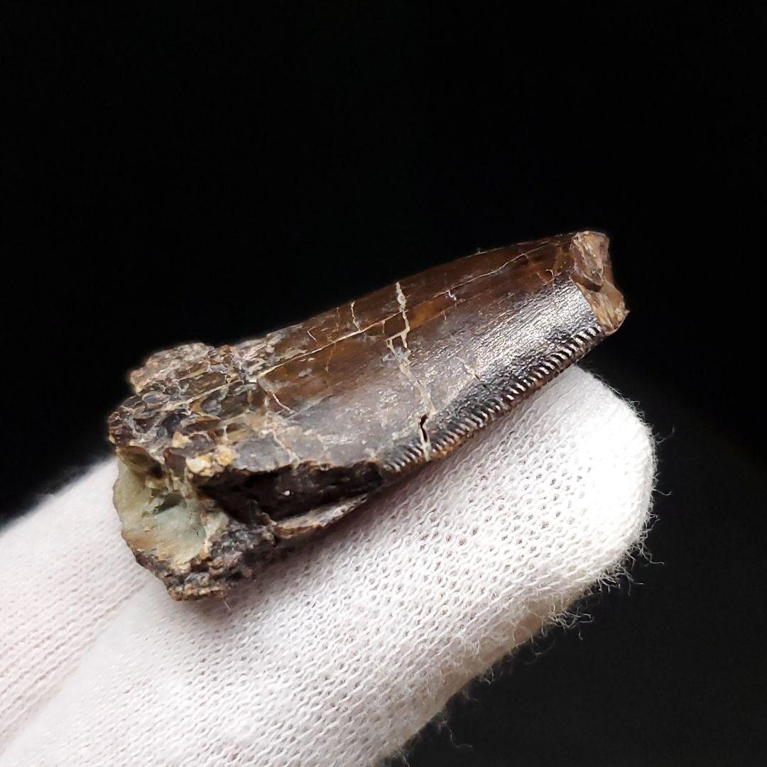 アベリサウルス 歯 化石 本物 モロッコ産 39.26mm fr102