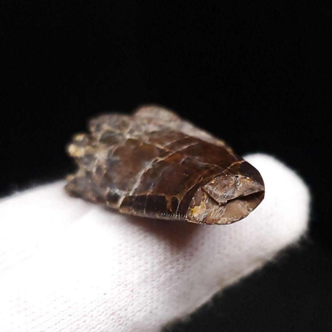 アベリサウルス 歯 化石 本物 モロッコ産 39.26mm fr102