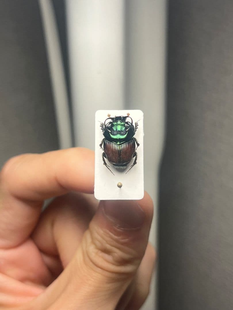 【14mm♂】緑シカツノエンマコガネ フンチュウ糞虫昆虫標本