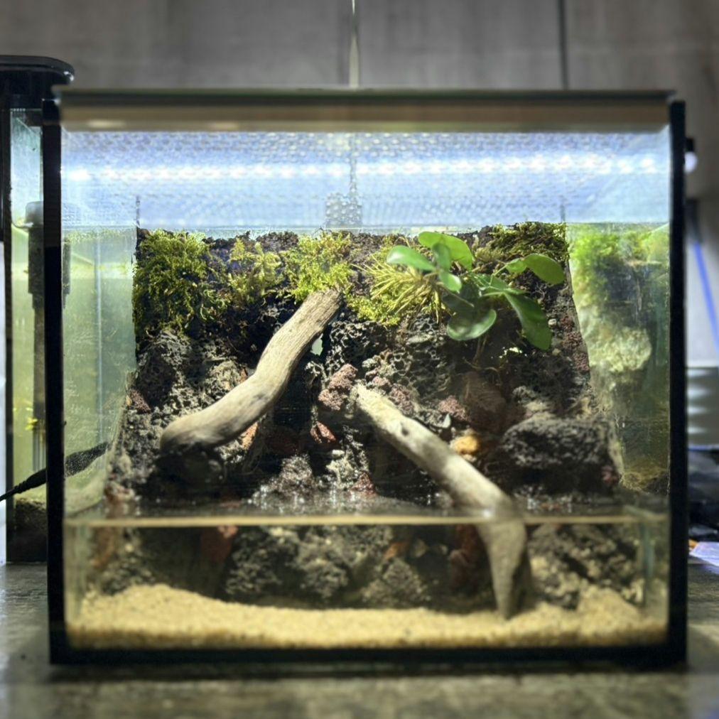 イモリウム　カマロ