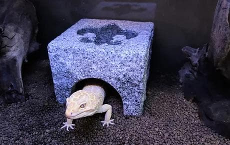 爬虫類　角型シェルター　4