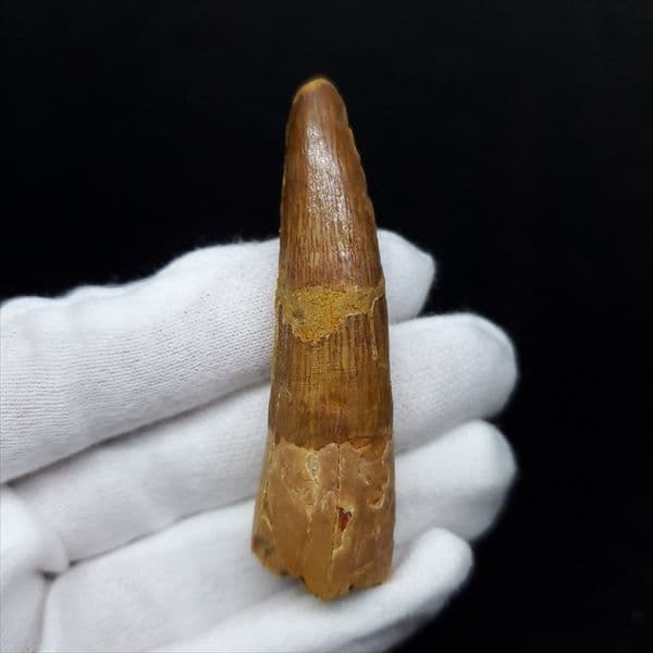 美品 スピノサウルス 本物 モロッコ産 60.90mm ケース付き sp360