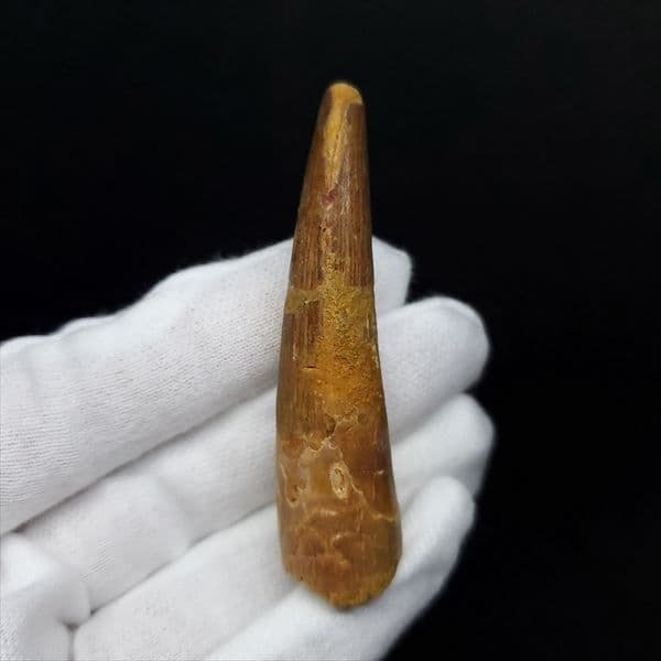 美品 スピノサウルス 本物 モロッコ産 60.90mm ケース付き sp360