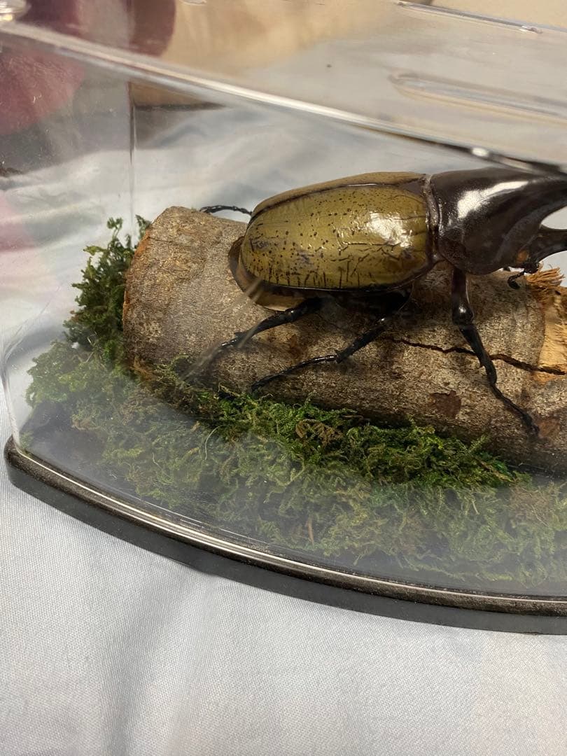 カブトムシ 標本 透明ケース入り　ヘラクレスオオカブト