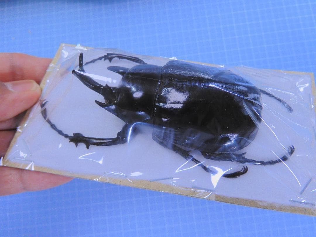 アルゼンチン産　ヤヌスゾウカブト　78mm