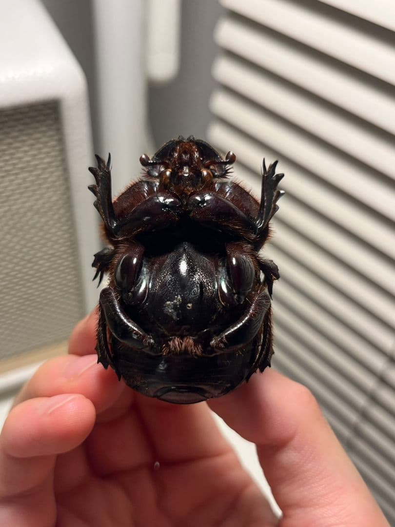 【54mm♂】エンシフェールオオニジダイコクコガネ エンシフェル昆虫標本糞虫甲虫