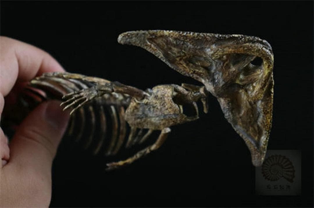 ディプロカウルス 化石