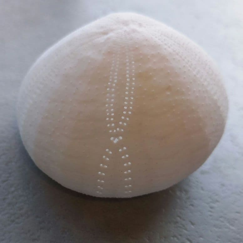 イシブンブク　フリーク　個体　殻