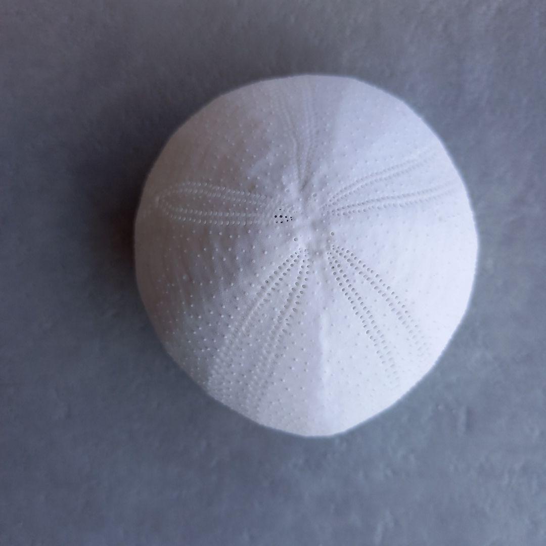 イシブンブク　フリーク　個体　殻