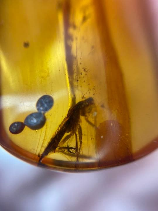 アンバー 琥珀  昆虫  コレクション 天然石 虫入り 価値上がる 宝石