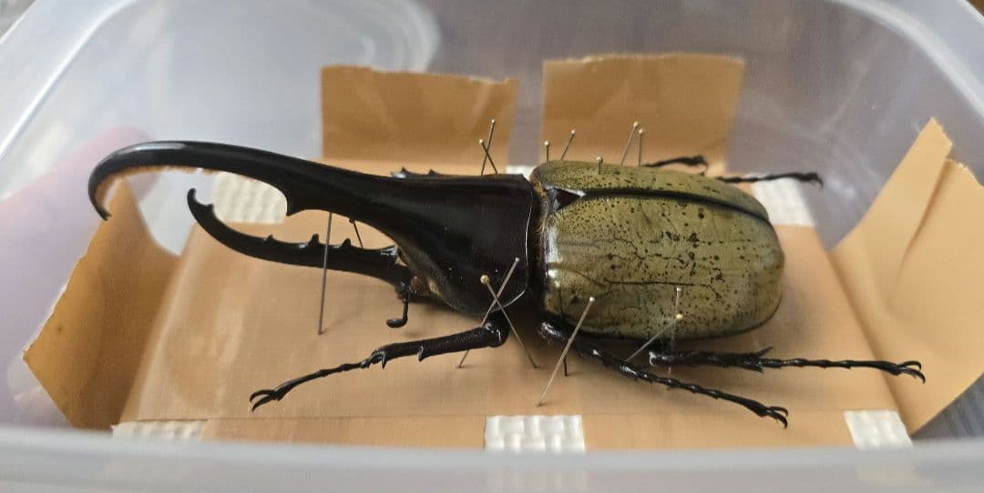 野外品ヘラクレスヘラクレス