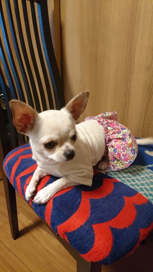 リバティ  犬服