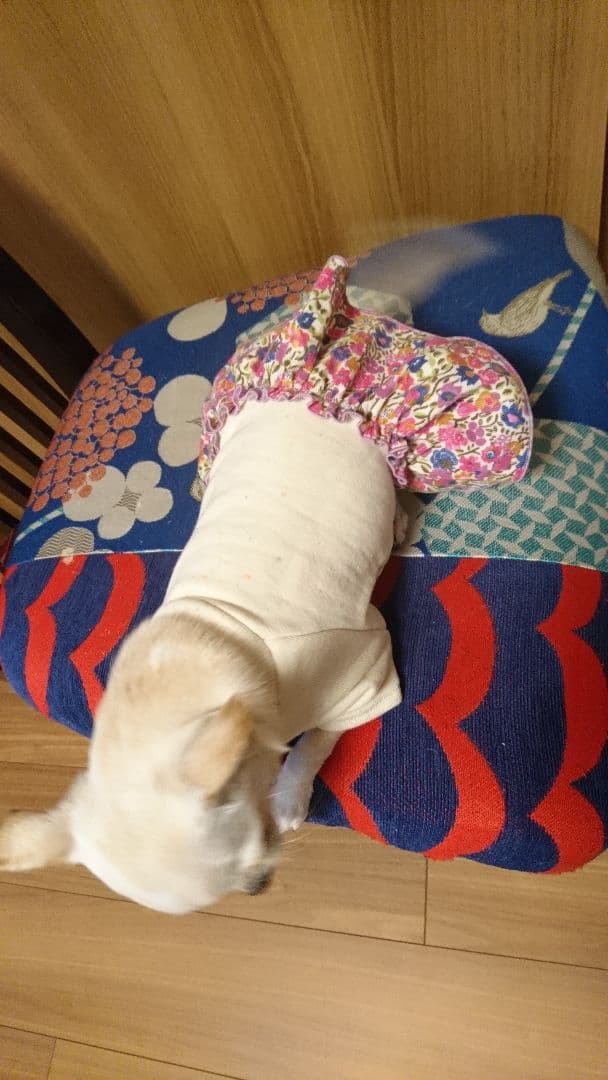 リバティ  犬服