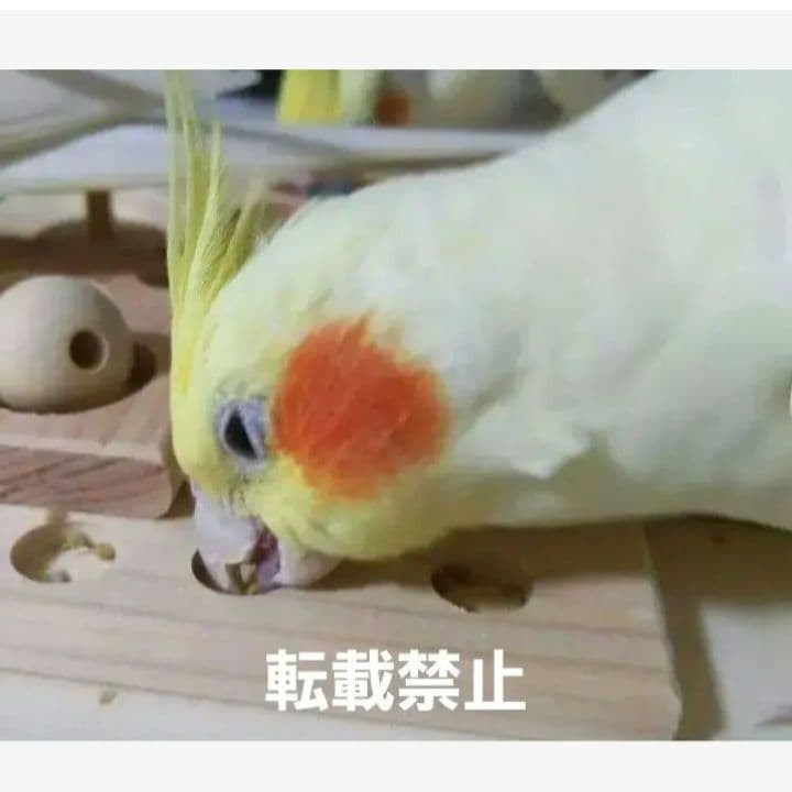 u71　⭐　フォージングトイセット⭐　輪投げ　バードトイ　文鳥　インコ