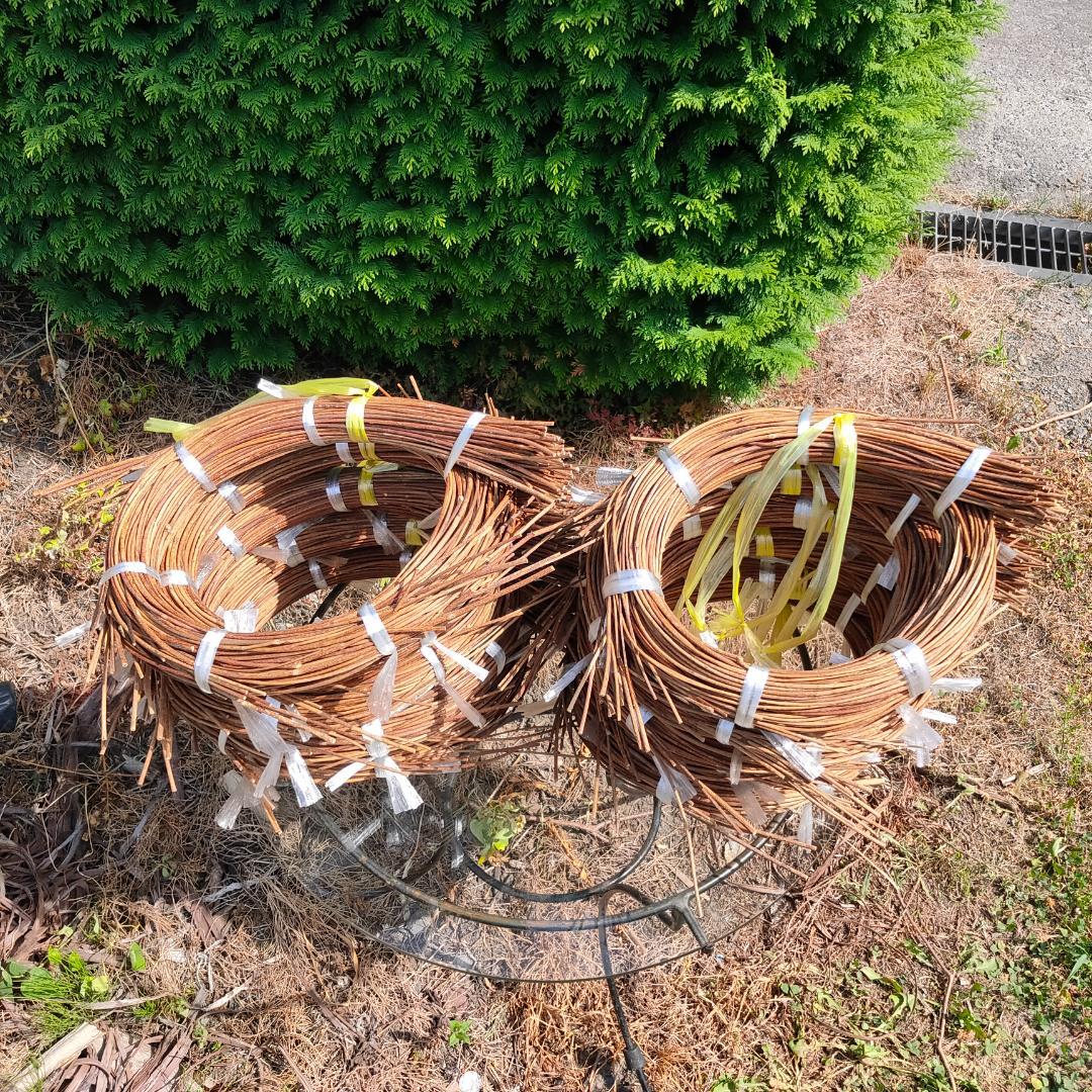 hkeplk　青森県岩木山採取　あけび蔓　70cm～150cm　5kg