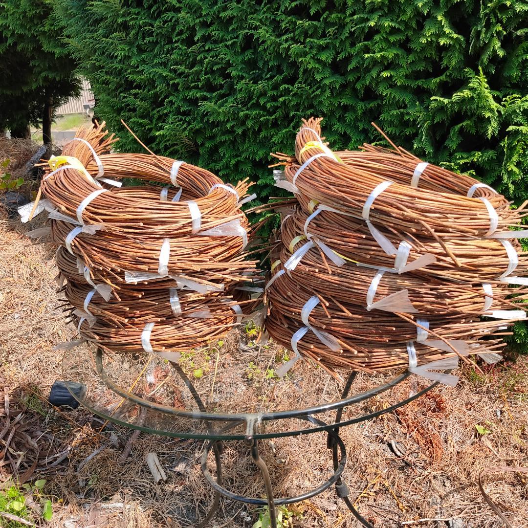 hkeplk　青森県岩木山採取　あけび蔓　70cm～150cm　5kg