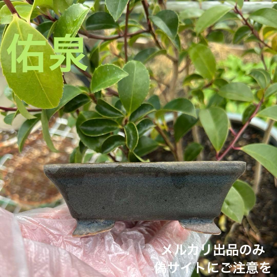 小品盆栽鉢　盆栽鉢　佑泉