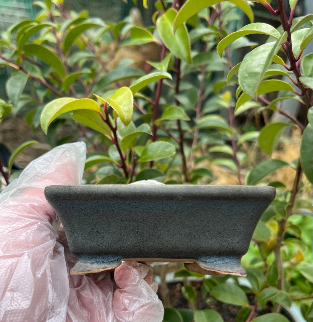 小品盆栽鉢　盆栽鉢　佑泉