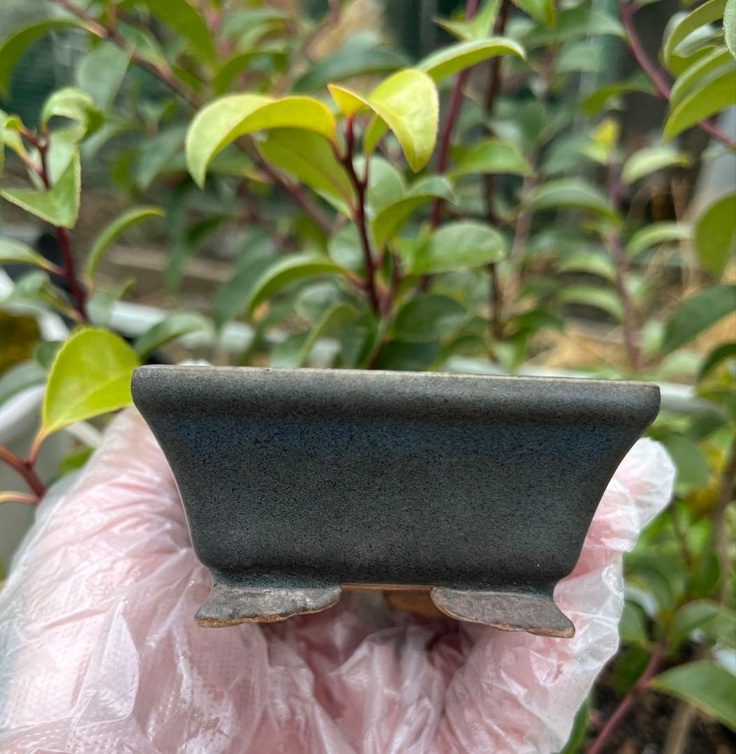 小品盆栽鉢　盆栽鉢　佑泉