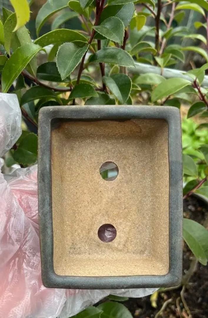 小品盆栽鉢　盆栽鉢　佑泉