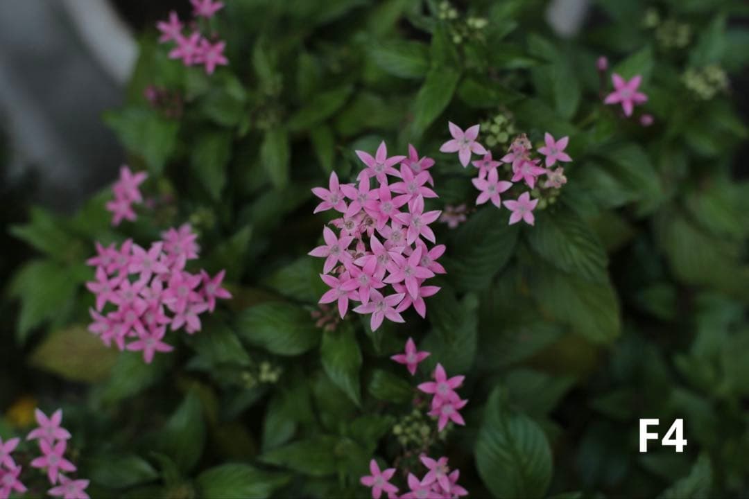 【Kマウント】Carl Zeiss Planar 50mm f/1.4 MMJ